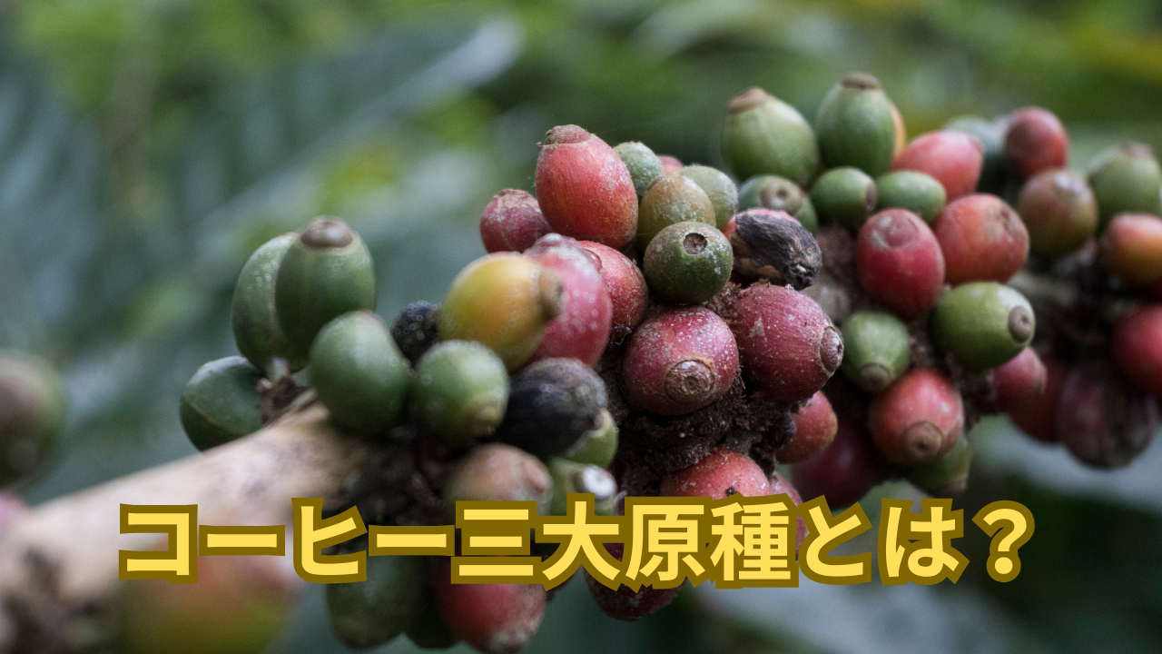 コーヒー三大原種とは？アラビカ・カネフォラ・リベリカの違いを解説