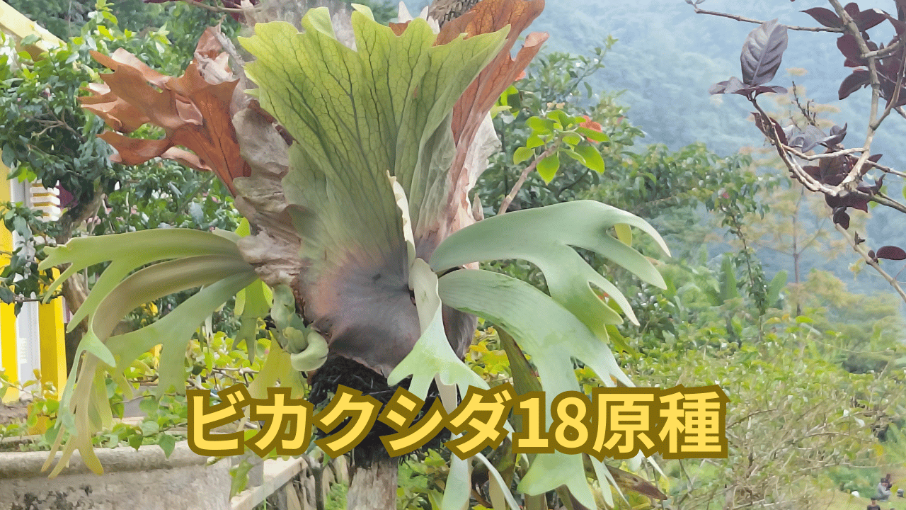 ビカクシダ18原種 特徴と育て方を解説 – OKB Plants