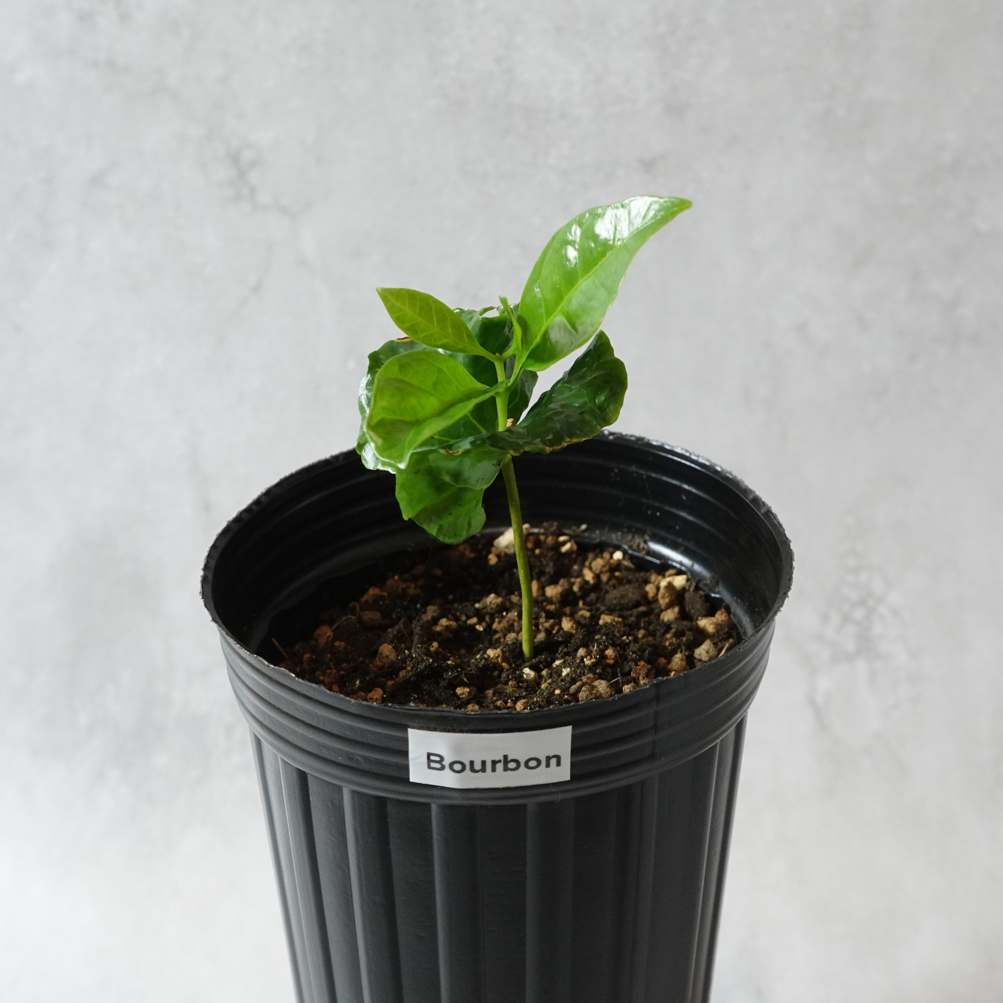 コーヒーの木の苗 – OKB Plants コーヒーの木の苗 – OKB Plants