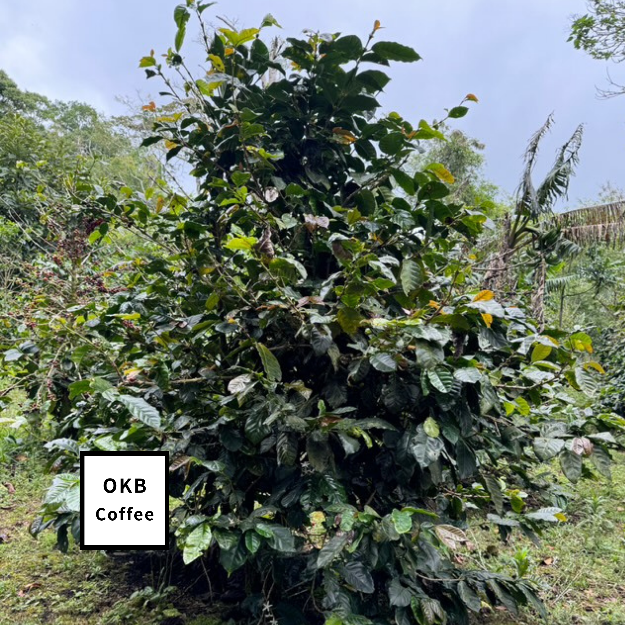 不特定品種(アラビカ種) コーヒーの木 1点のみ商品 – OKB Plants 不特定品種(アラビカ種) コーヒーの木 1点のみ商品 – OKB Plants