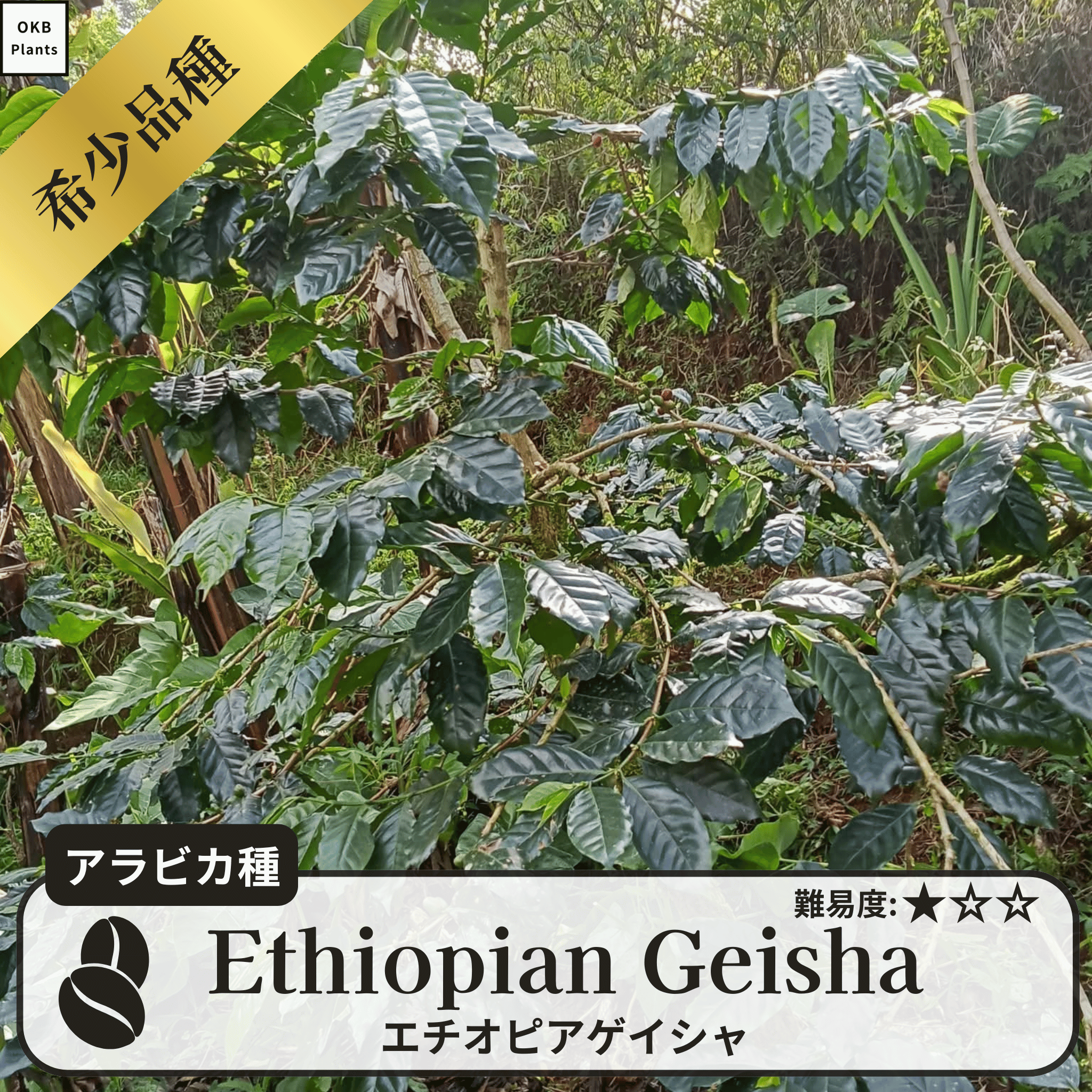 エチオピアゲイシャ品種(Ethiopian Geisha) コーヒーの木の種子 10粒