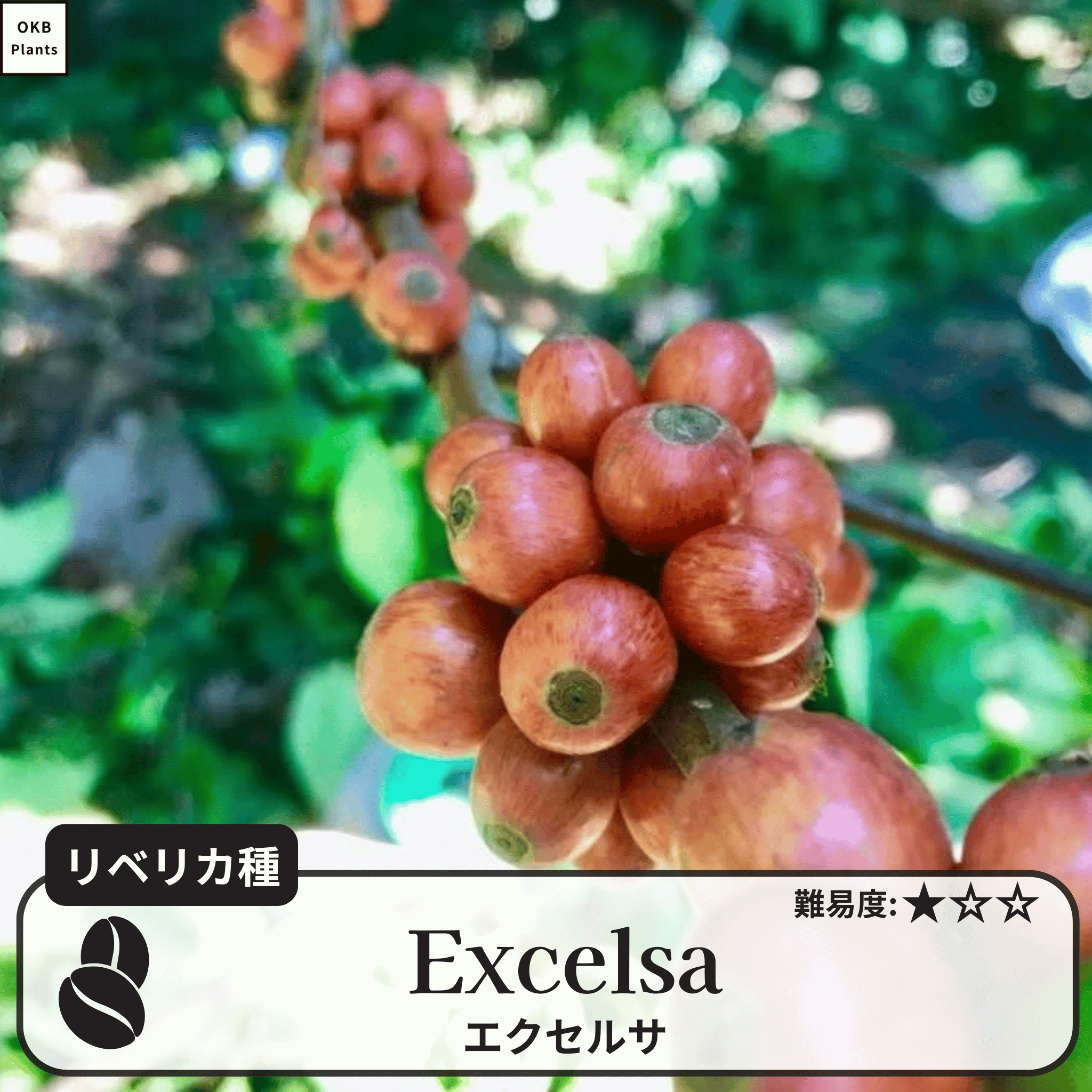 エクセルサ種(Excelsa) コーヒーの木の種子 10粒 – OKB Plants