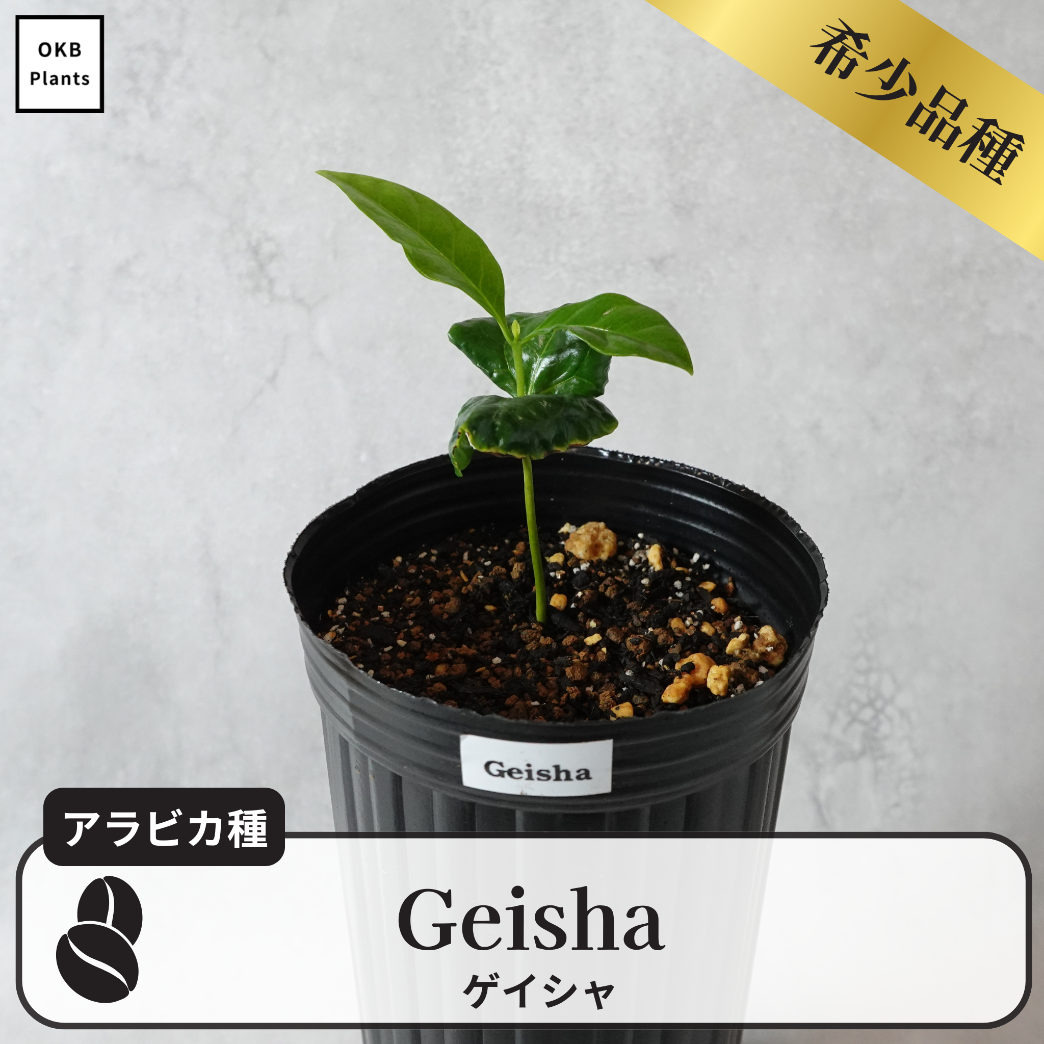ゲイシャ品種(アラビカ種) コーヒーの木 – OKB Plants ゲイシャ品種(アラビカ種) コーヒーの木 – OKB Plants