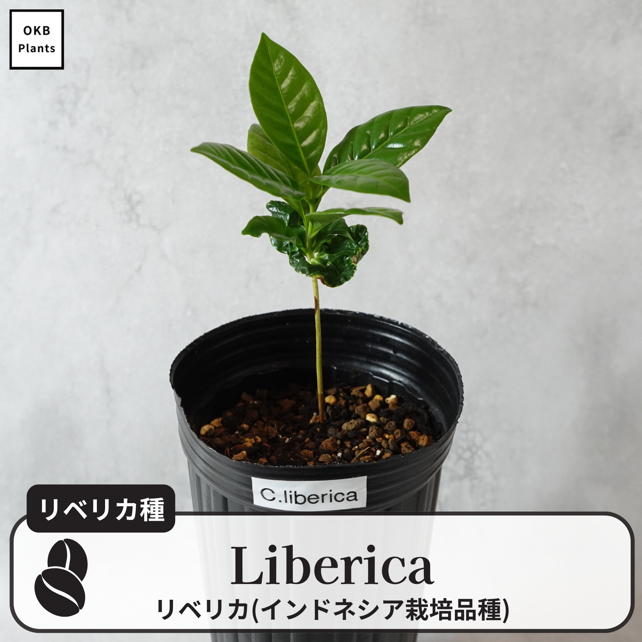 リベリカ種 コーヒーの木 – OKB Plants
