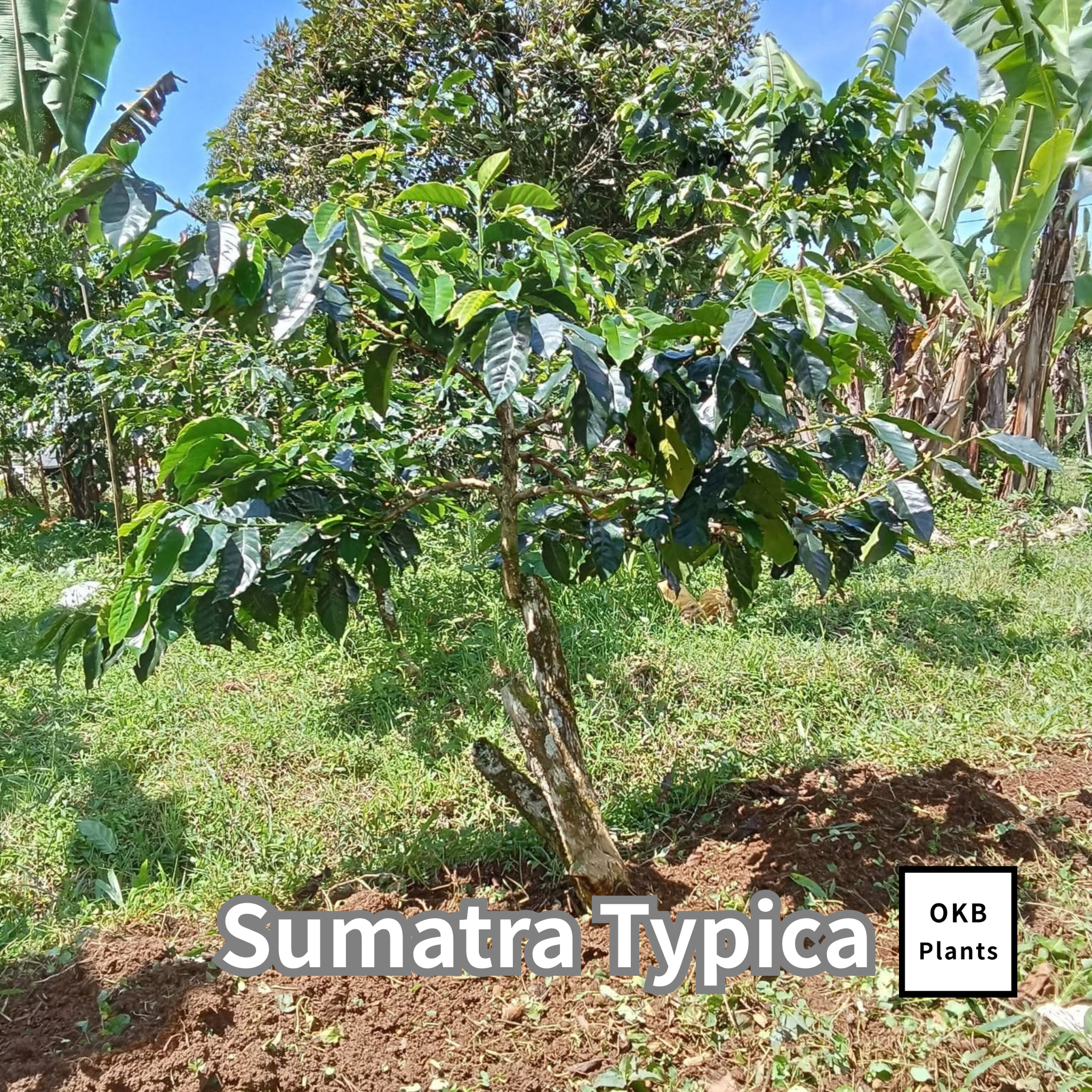 木の芽 スマトラティピカ品種(Sumatra Typica) コーヒーの木の種子 10粒 – OKB