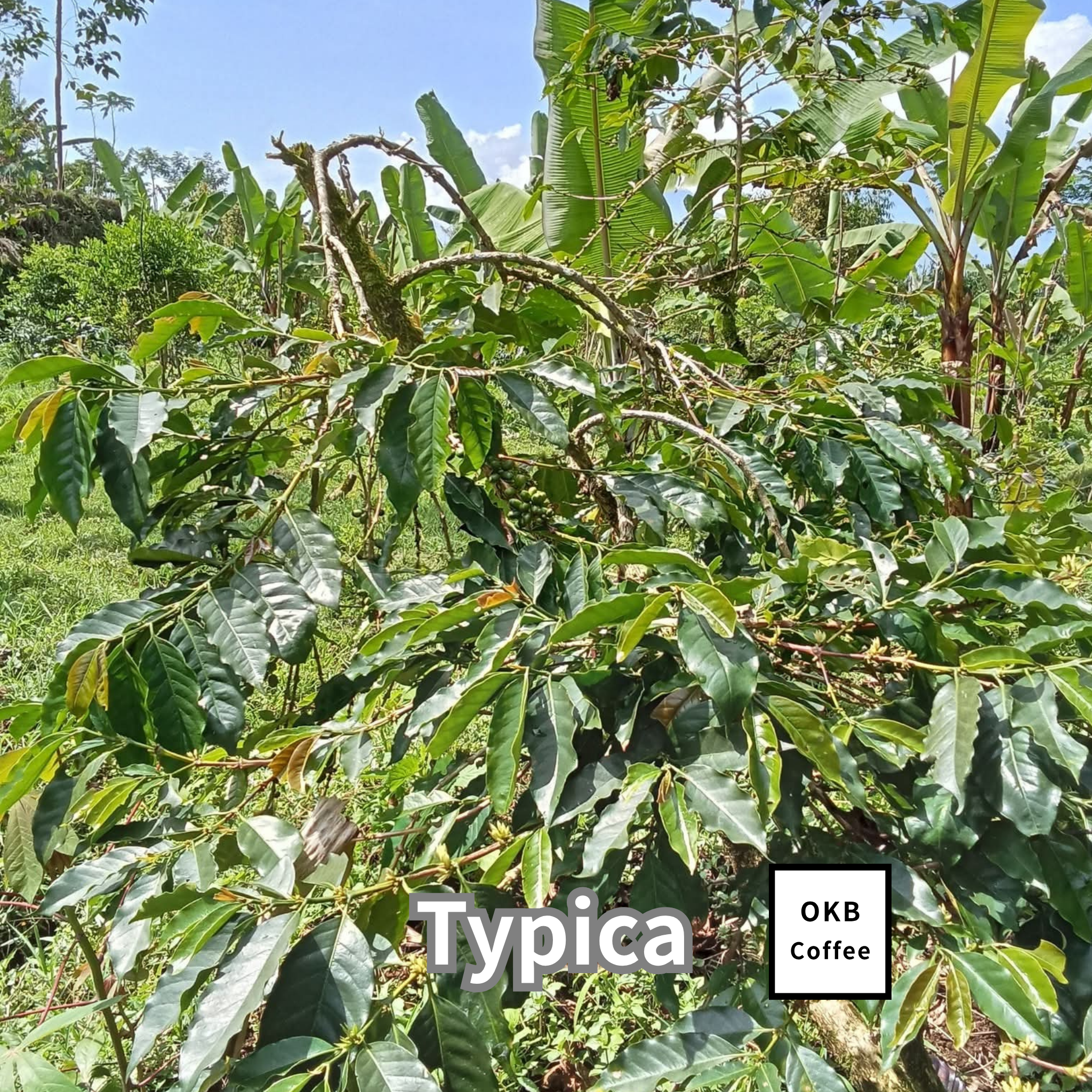 木の芽 コーヒーの木の種子 ティピカ品種 10粒 – OKB Plants