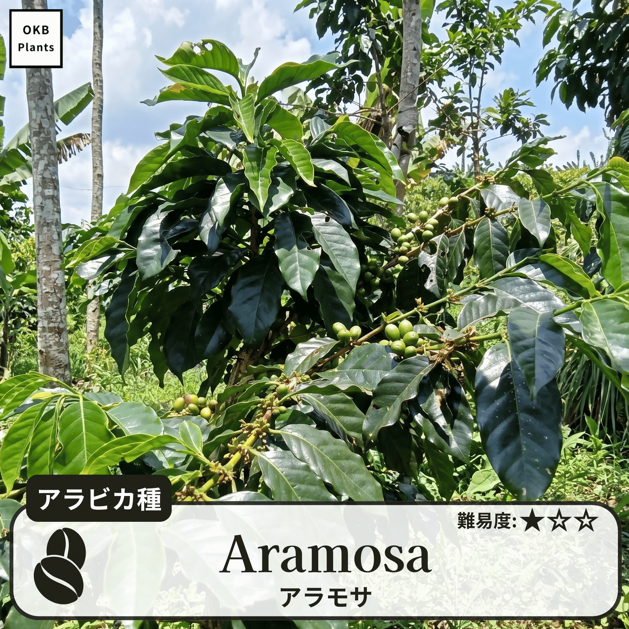 アラモサ品種 コーヒーの木の種子 10粒 – OKB Plants