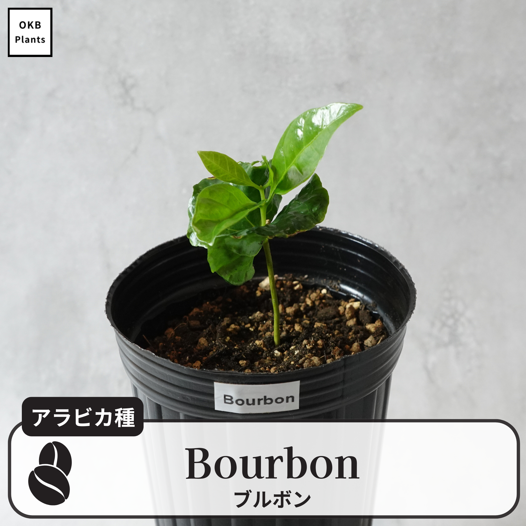 ブルボン品種(アラビカ種) コーヒーの木 – OKB Plants