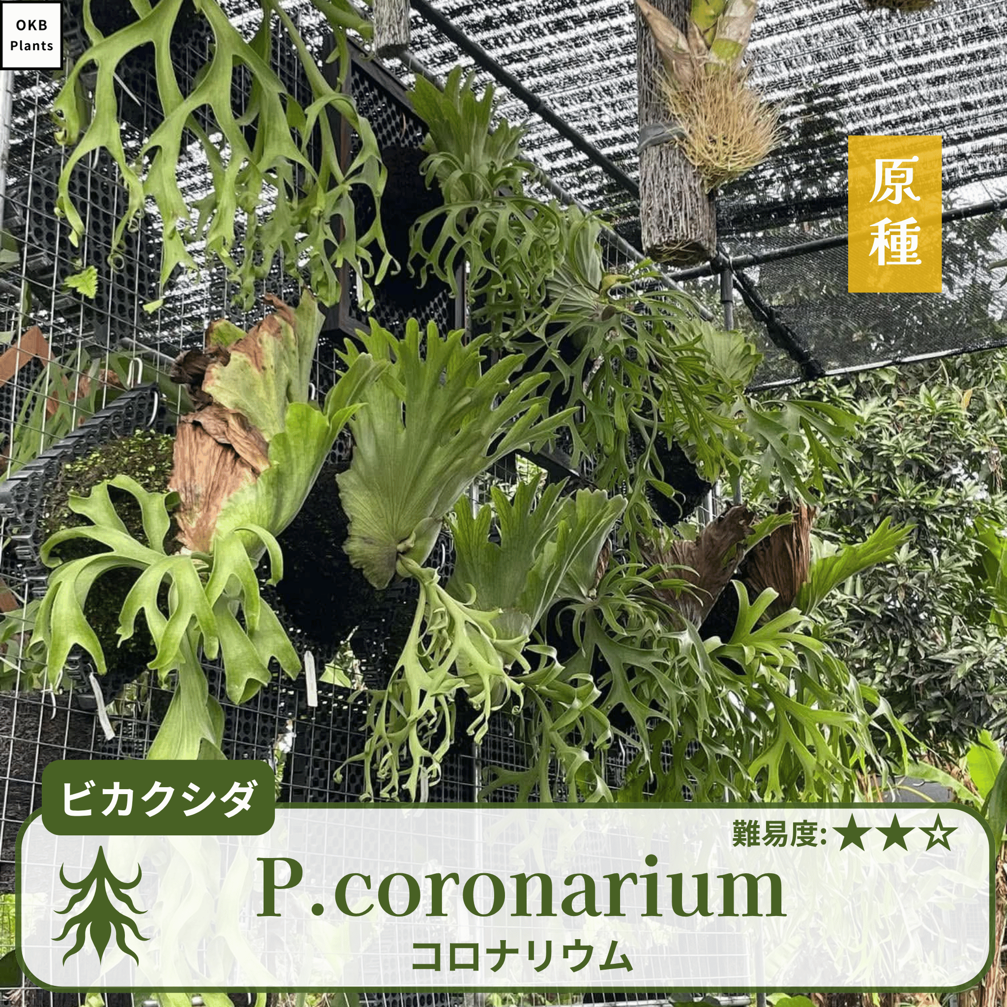 発芽確認済】ビカクシダ コロナリウムの胞子 (Platycerium coronarium