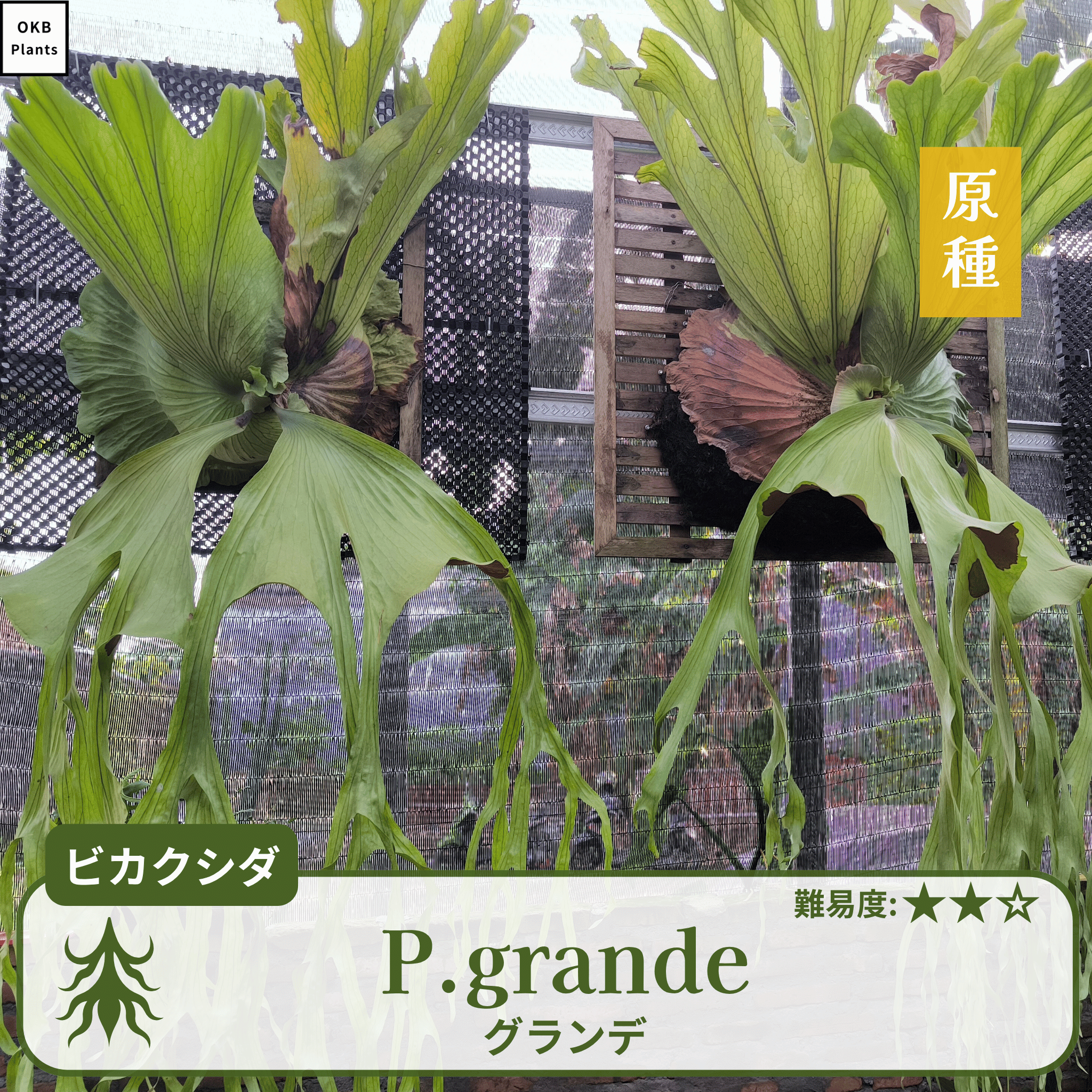 グランデ(Platycerium grande) ビカクシダの胞子 0.25ml – OKB Plants グランデ(Platycerium grande) ビカクシダの胞子 0.25ml – OKB Plants