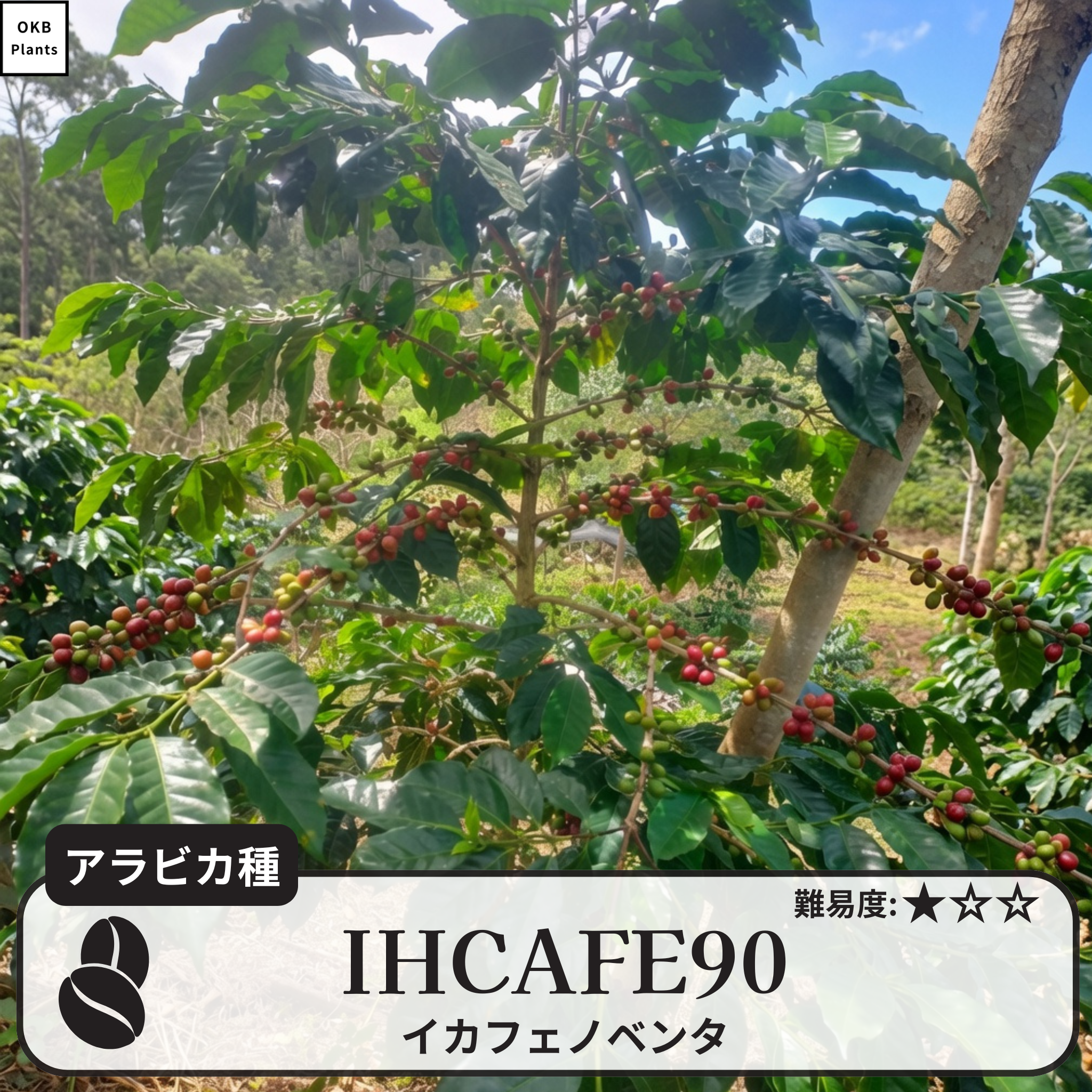 IHCAFE 90品種 コーヒーの木の種子 10粒 – OKB Plants