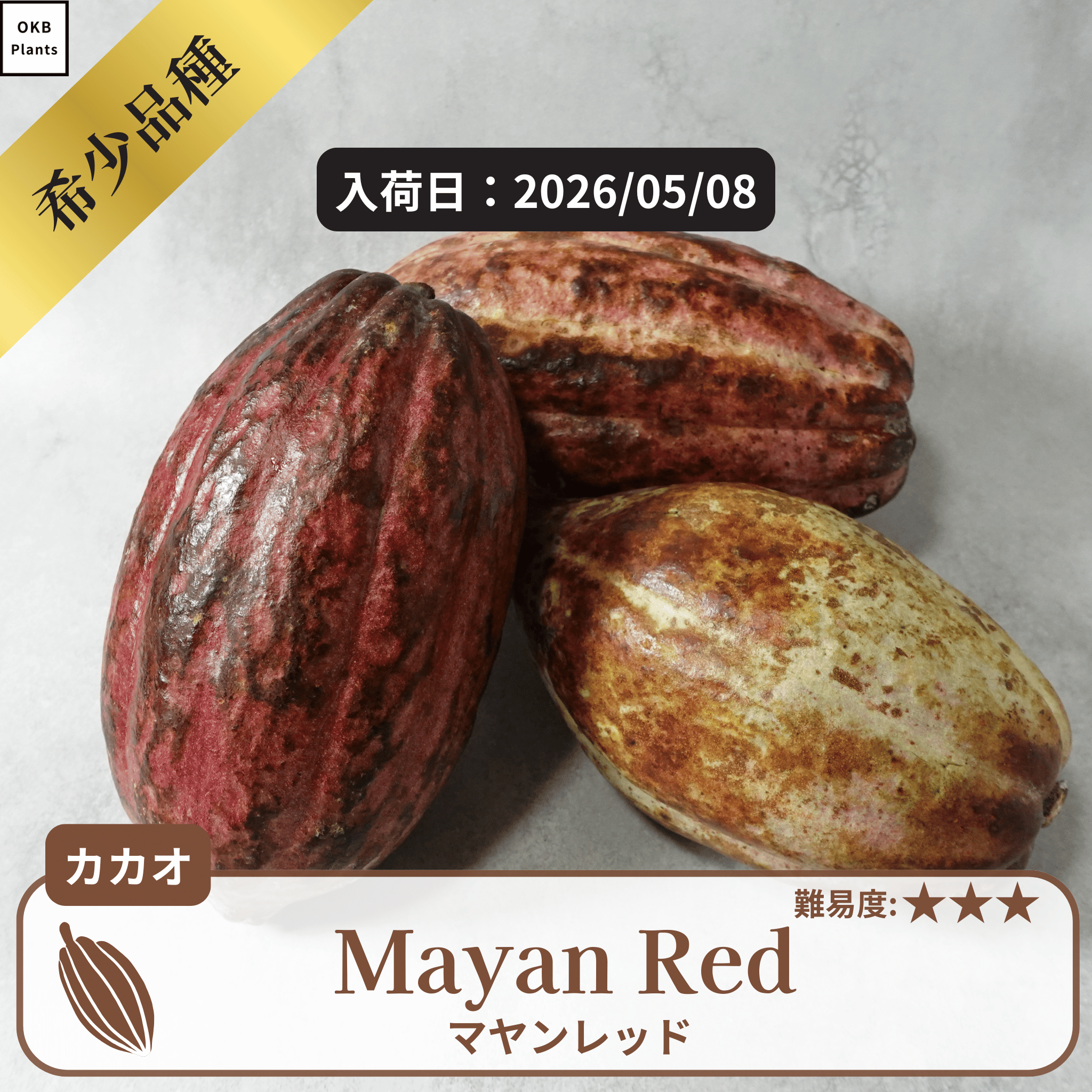 マヤンレッド(Mayan Red) 発芽用カカオポッド – OKB Plants