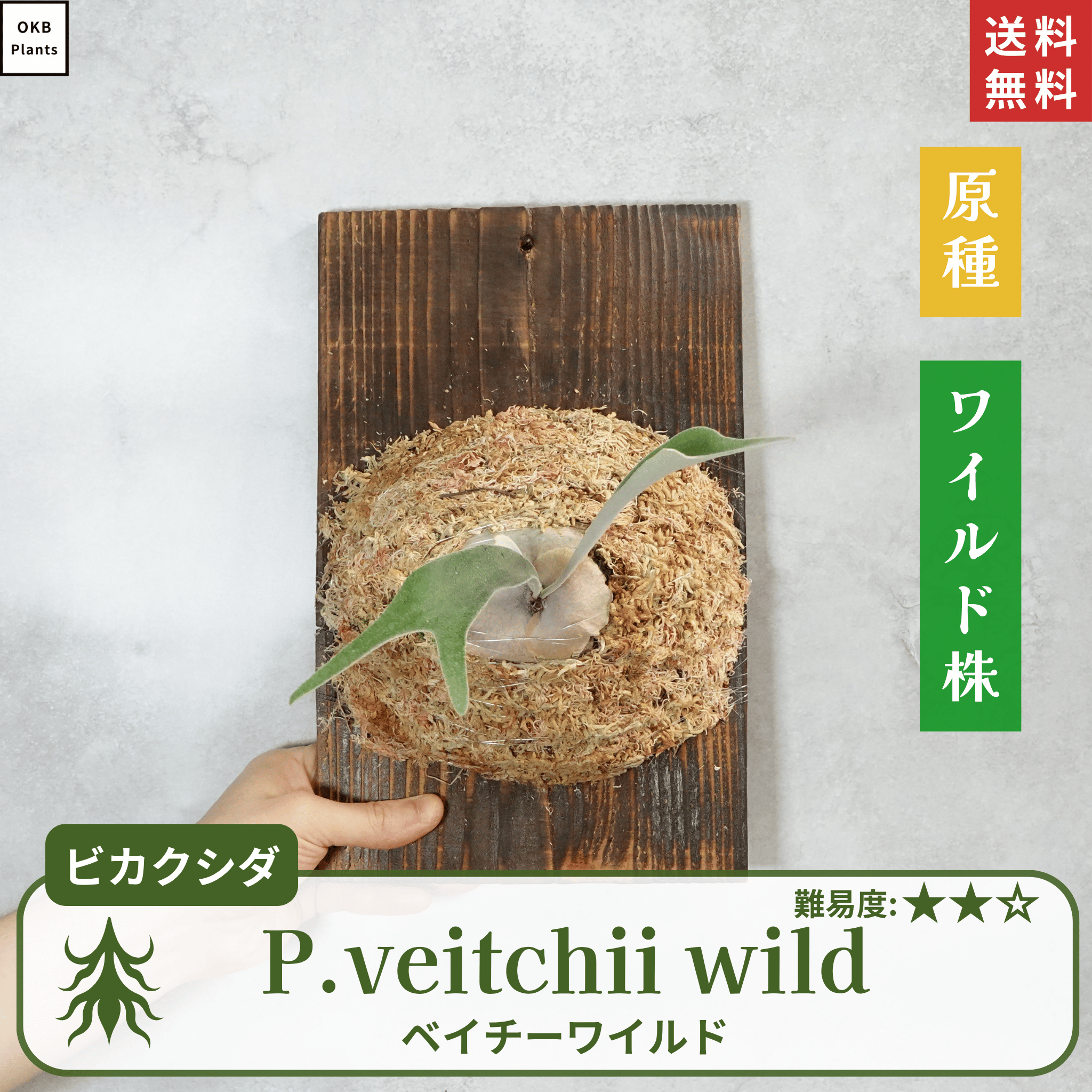 ベイチーワイルド(P.veitchii wild) ビカクシダの板付 – OKB Plants
