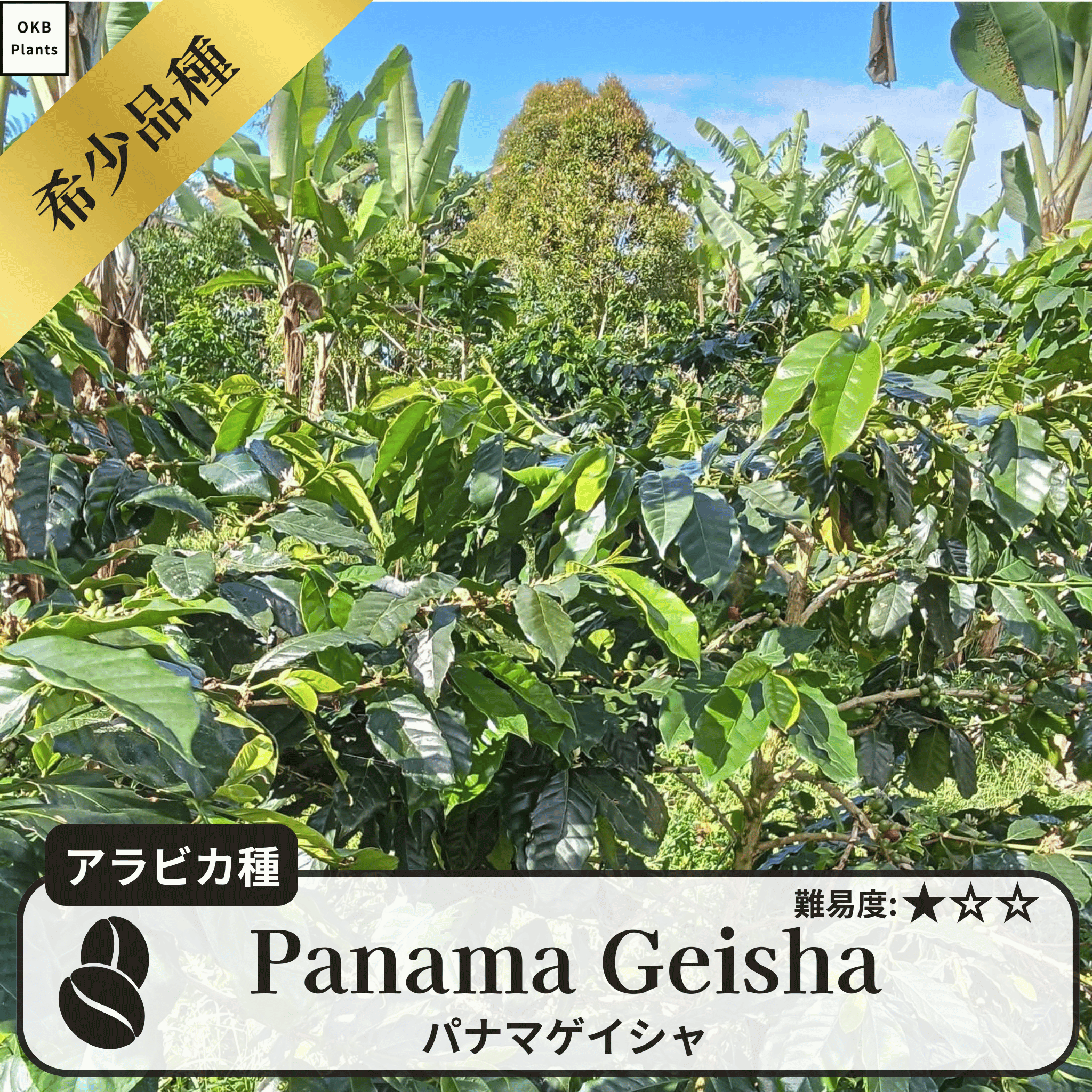 パナマゲイシャ品種(Panama Geisha) コーヒーの木の種 10粒 – OKB Plants