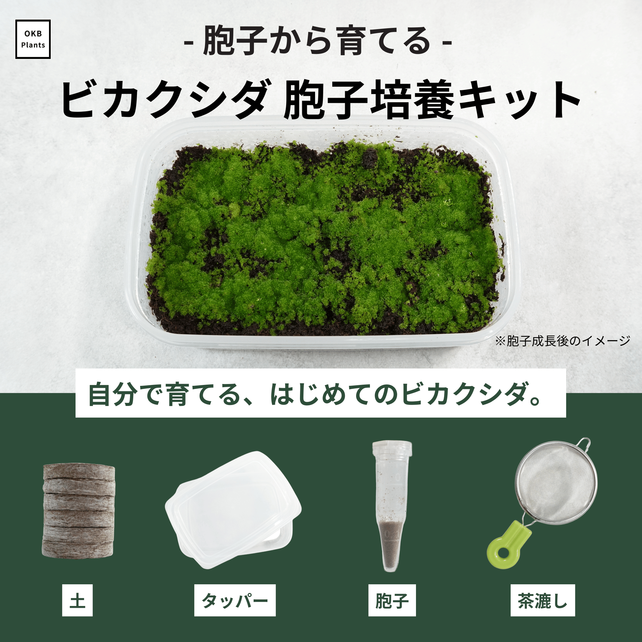 【大量】ビカクシダ 前葉体・胞子体　胞子培養　タッパーごと 大量】ビカクシダ 前葉体・胞子体 胞子培養 タッパーごと 大量