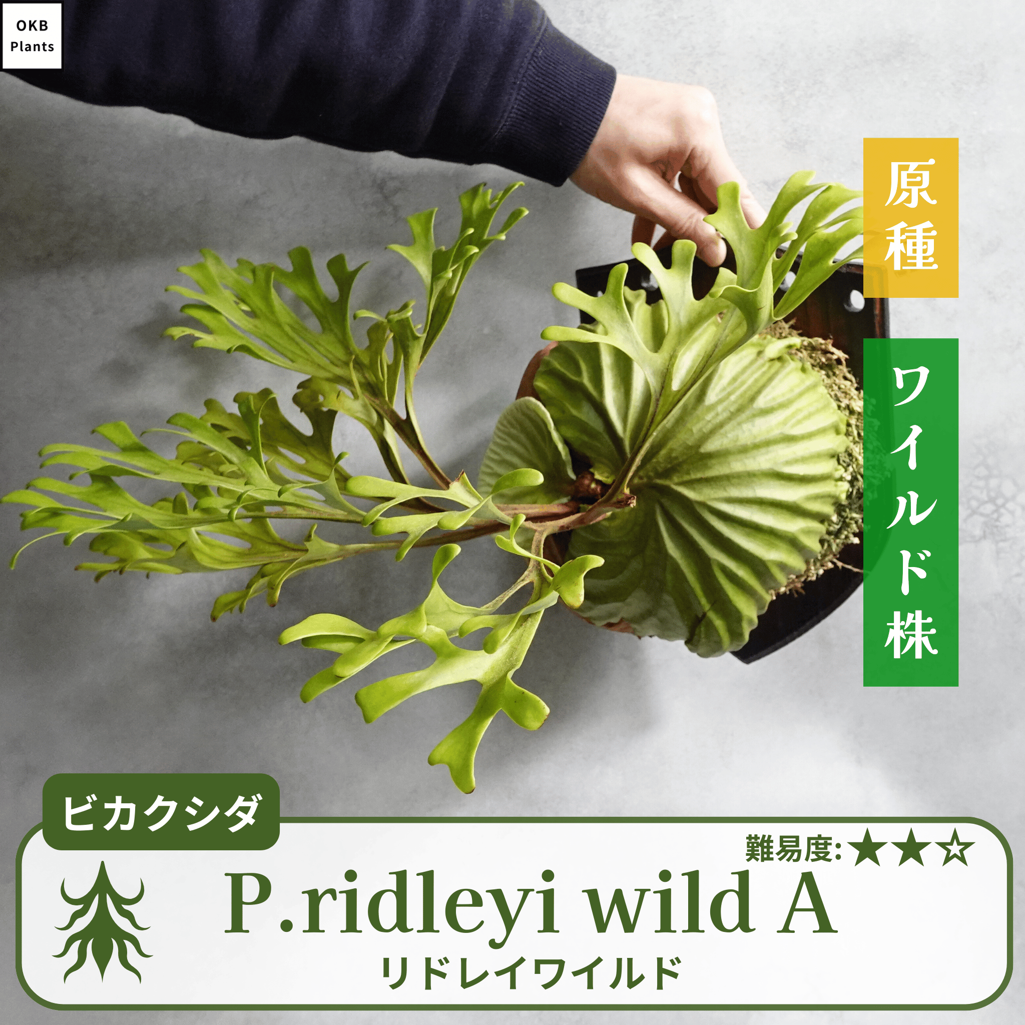 リドレイワイルド ビカクシダの胞子 小さじ1/4 – OKB Plants