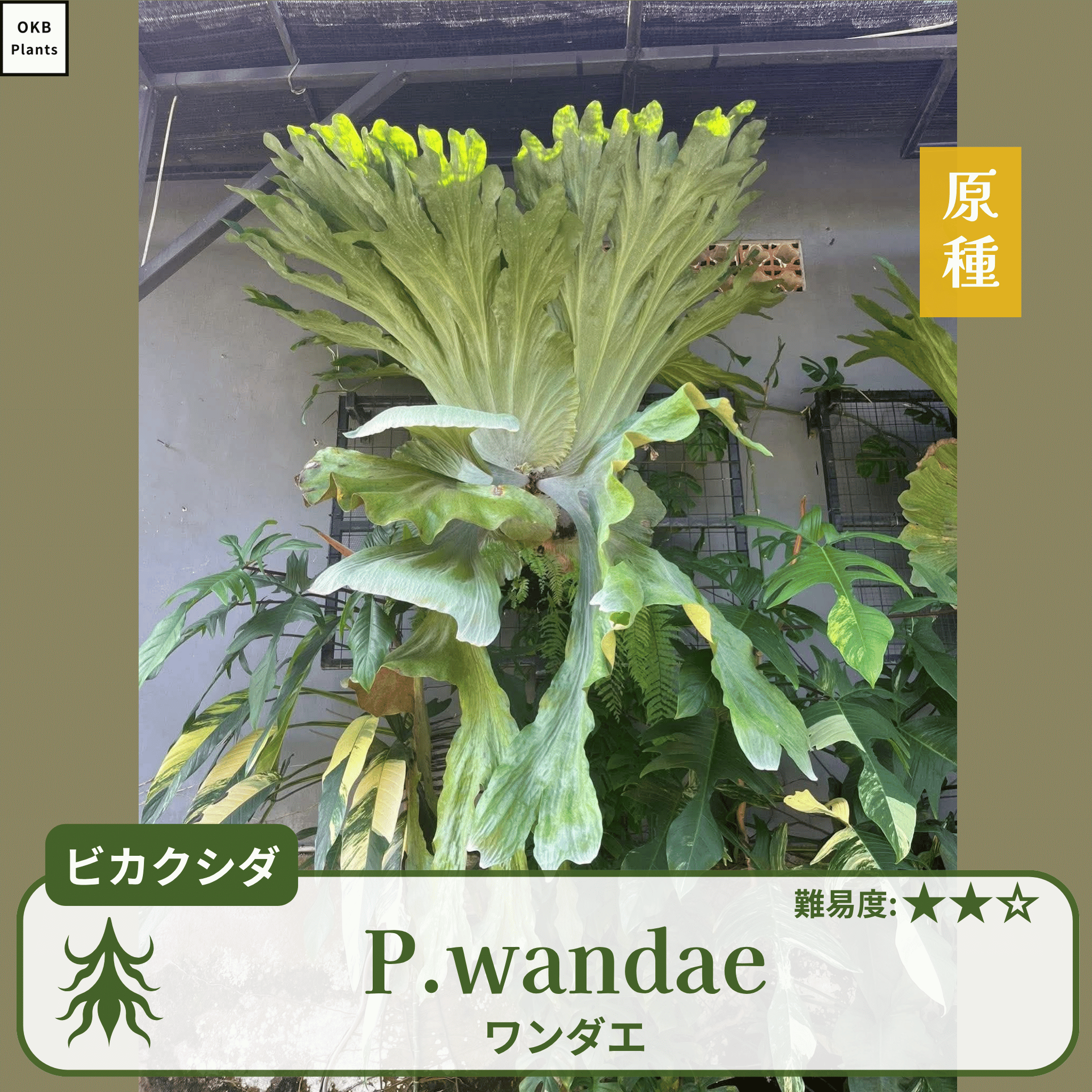 発芽確認済】ビカクシダ ワンダエの胞子 (Platycerium wandae) – OKB