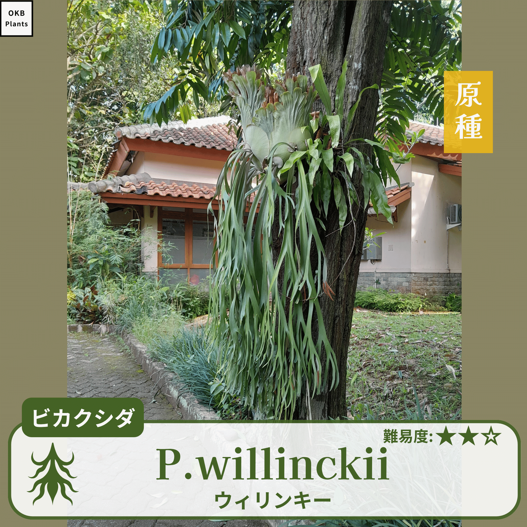 P.willinckii　ビカクシダ　ウィリンキー 発芽確認済】ビカクシダ ウィリンキーの胞子 (Platycerium willinckii