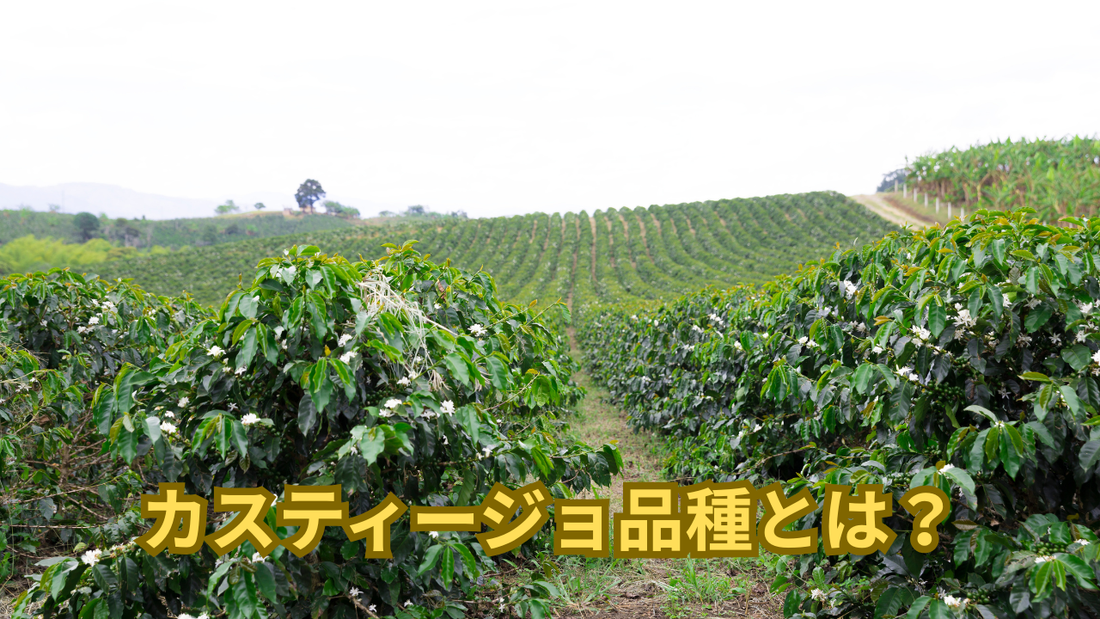 コーヒーの木、カスティージョ品種について