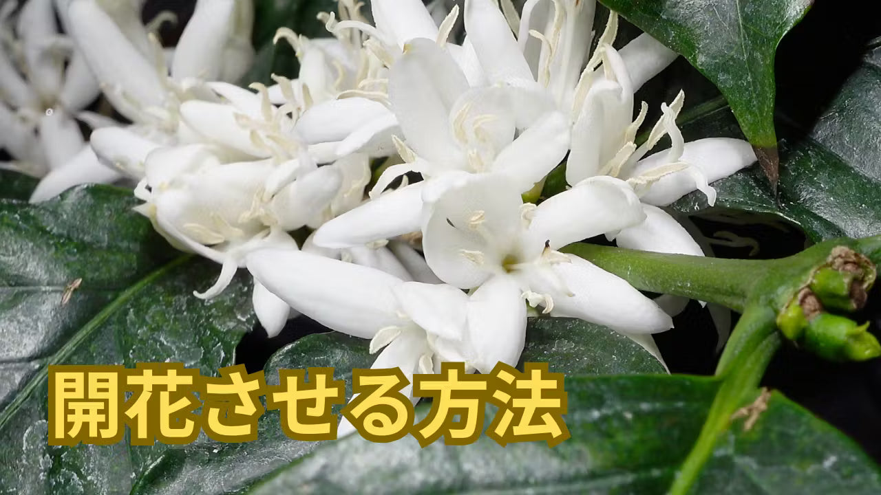 コーヒーの木の蕾から開花まで　室内栽培で収穫を目指す完全ガイド