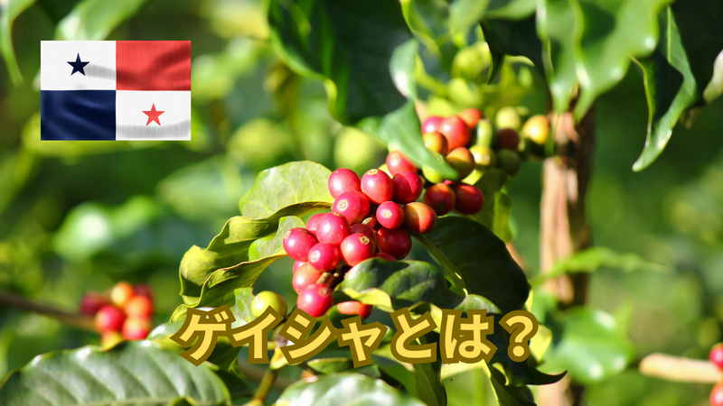 ゲイシャとは？歴史と特徴、販売しているゲイシャ種子を紹介します