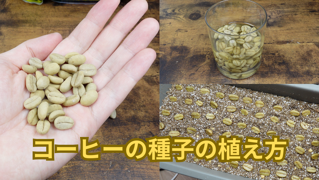 コーヒーの種子の植え方