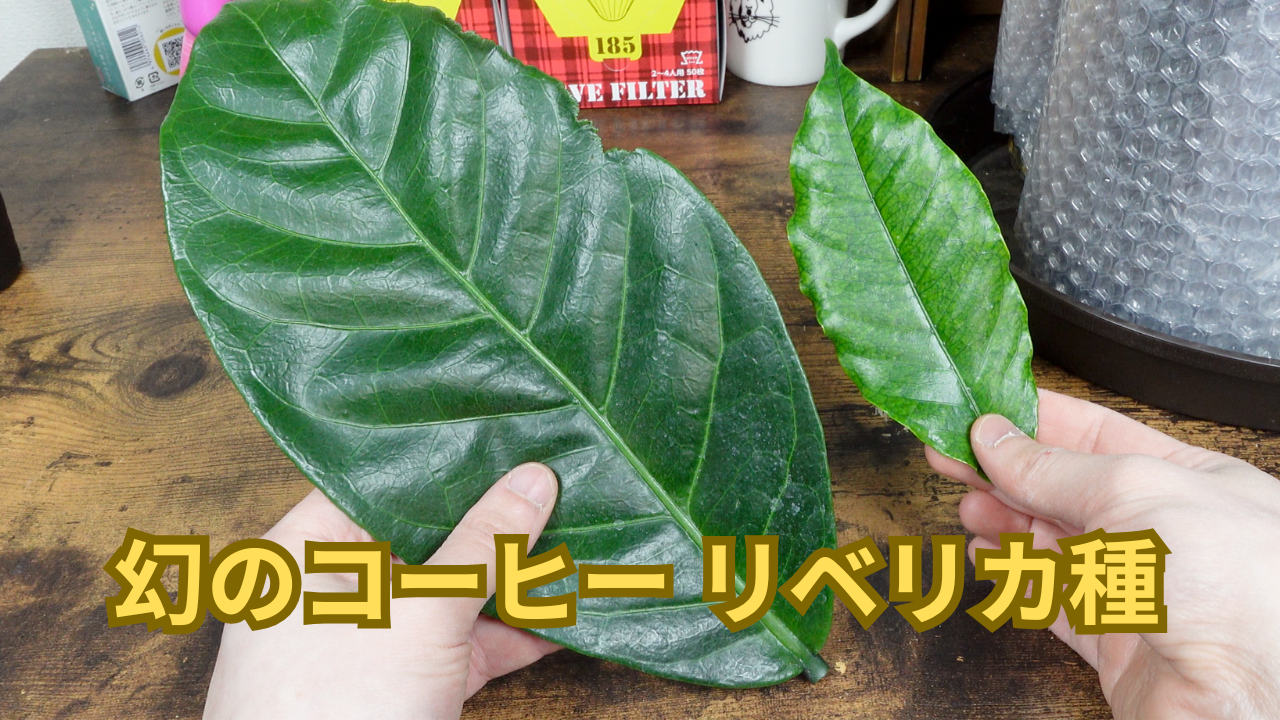幻のコーヒーリベリカ種とは？世界流通量1%未満の三大原種を保有者が徹底解説します