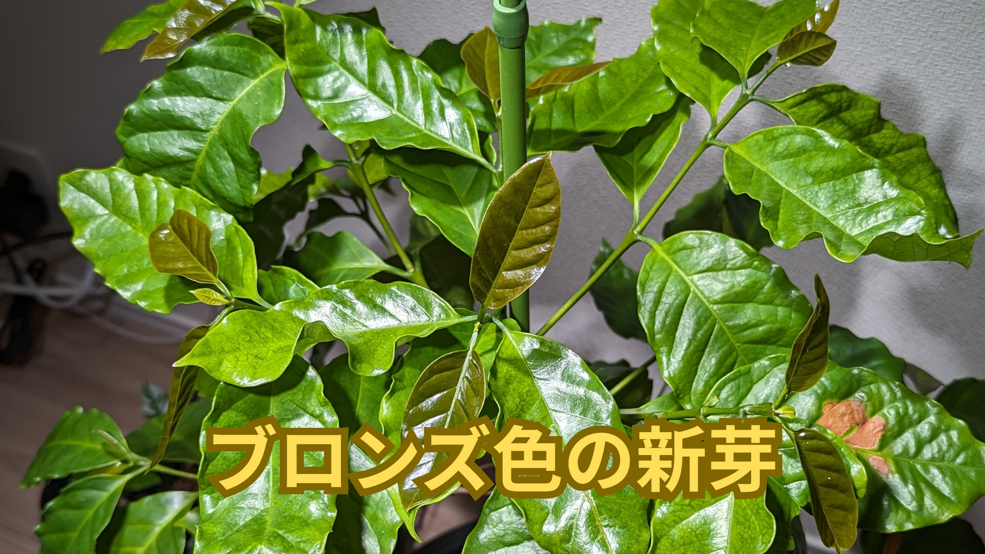 果樹 濃い緑の葉 新芽付き 711c3e4b52216824e49ca814464b1f