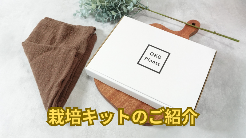 【初心者向け】コーヒーの木栽培キット｜発芽率の高い種子で安心スタート