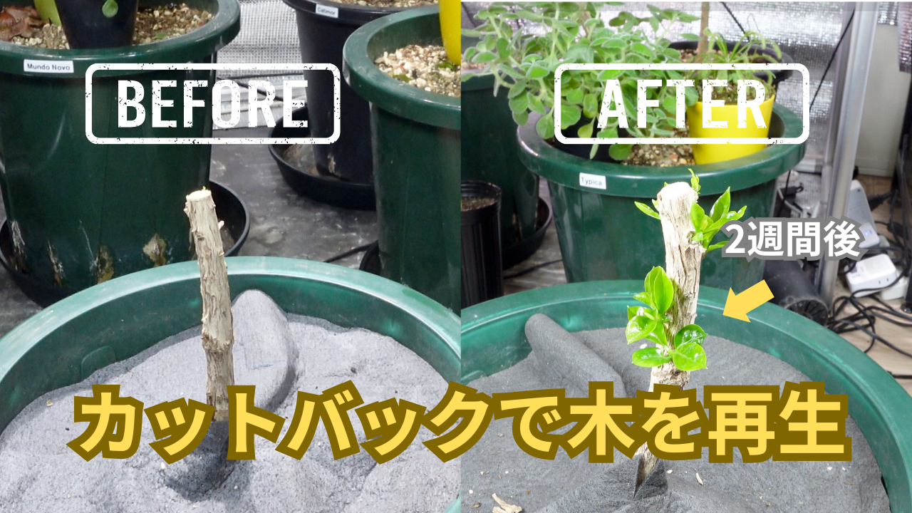 コーヒーの木のカットバックガイド｜必要な道具と手順を解説します