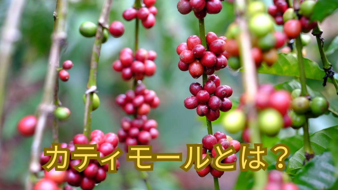 カティモール品種とは？特徴と開発された歴史を解説します