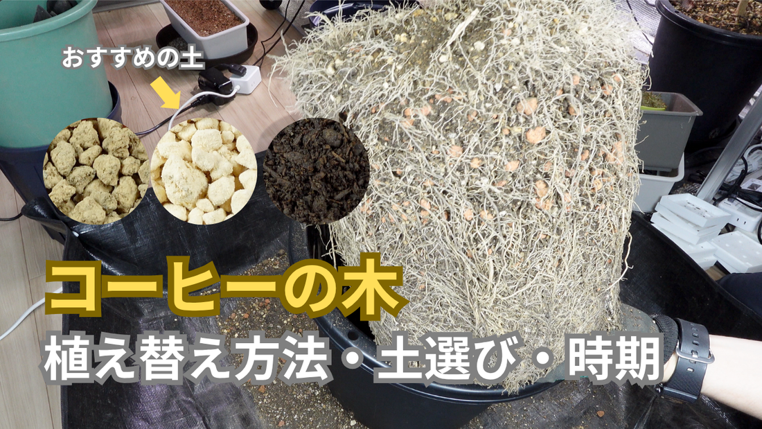 コーヒーの木の植え替え完全ガイド