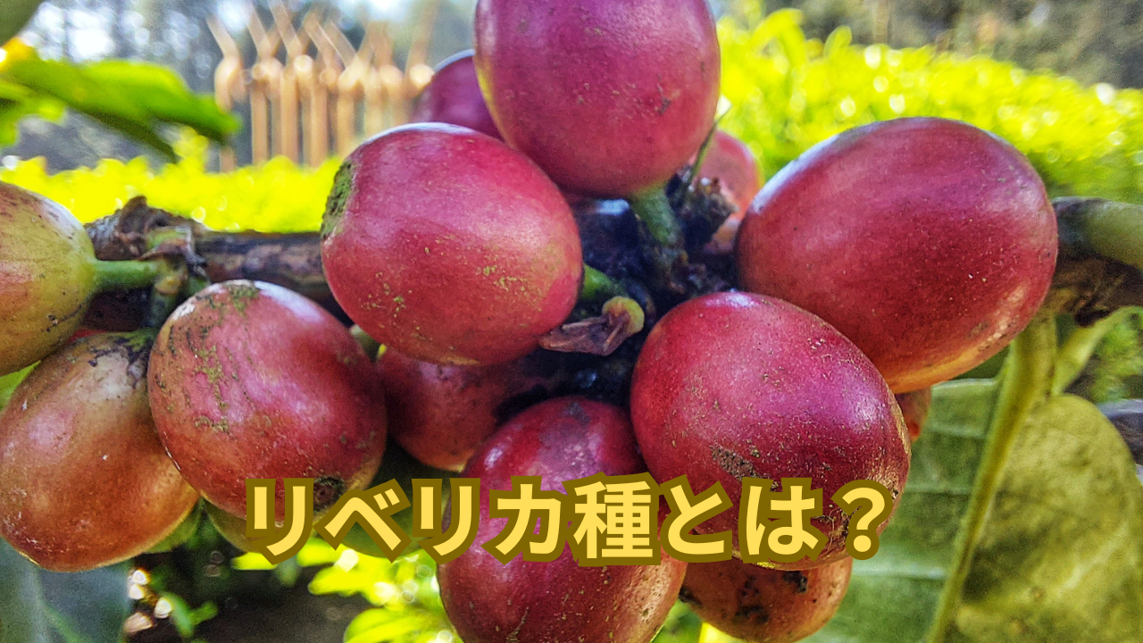 コーヒーの木、リベリカ種について