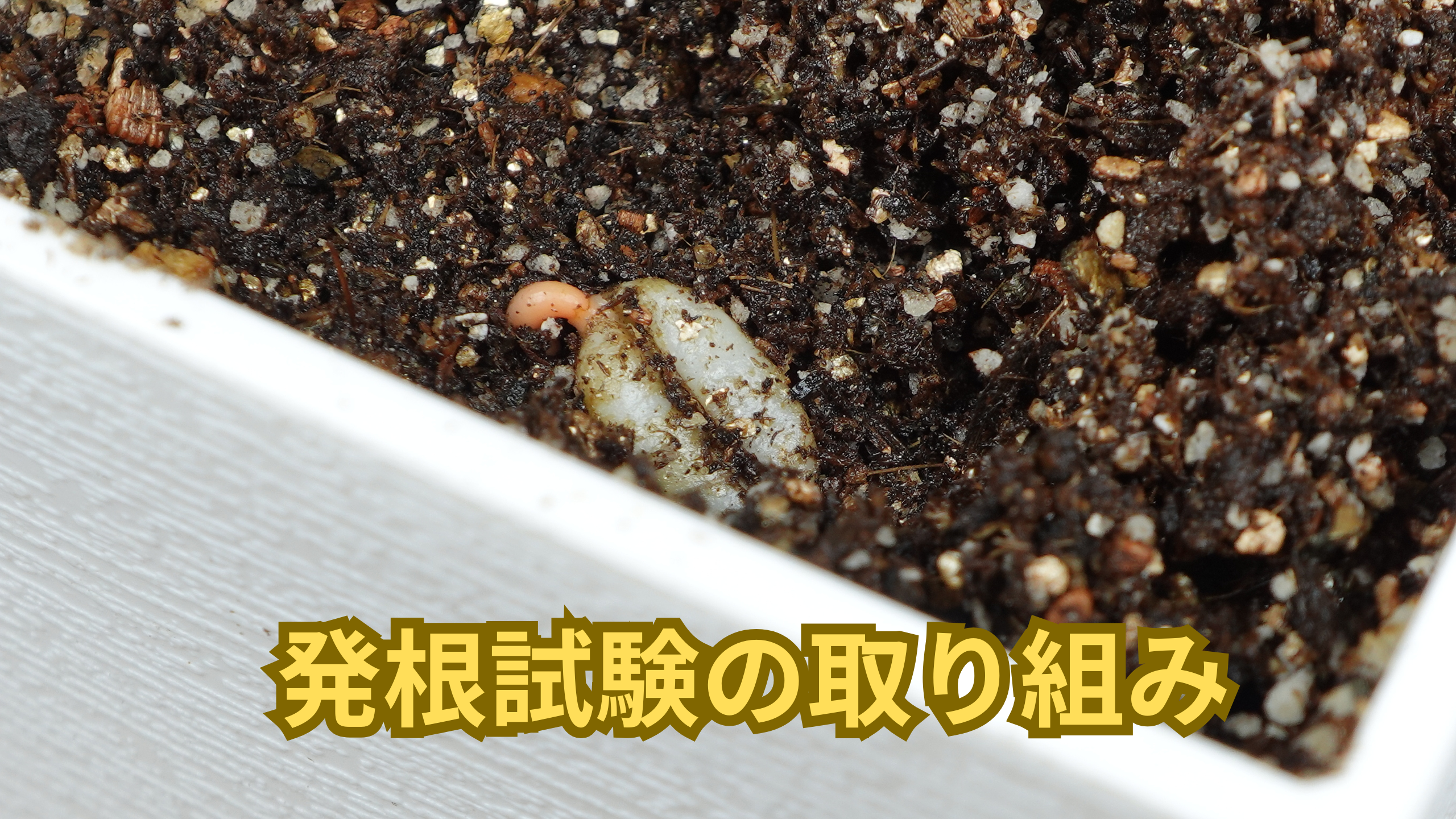 発芽率の高い種子を提供するための発根試験の取り組みについて