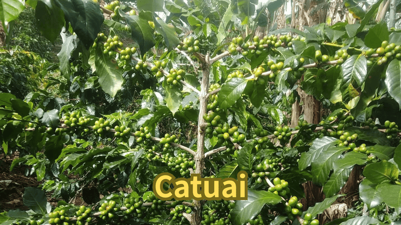 カツアイ品種のコーヒーとは