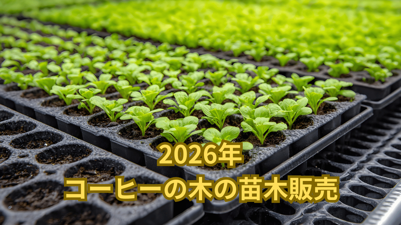2026年のコーヒーの木の苗木の販売について