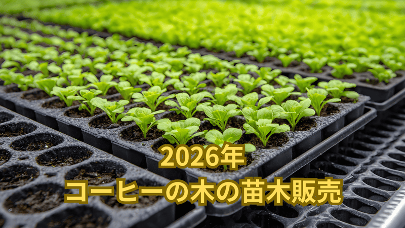 2026年のコーヒーの木の苗木の販売について