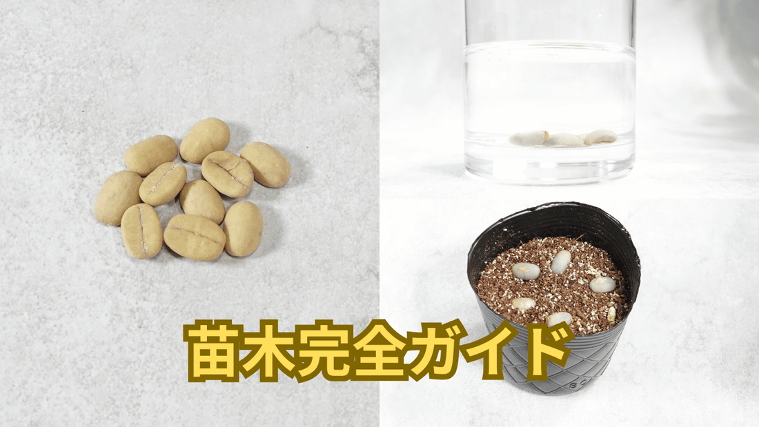 【初心者向け】コーヒーの種子から苗木を作る完全ガイド