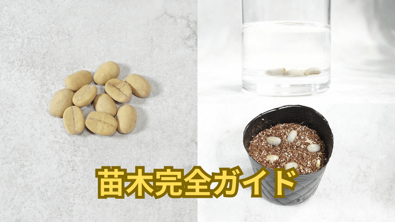 【初心者向け】コーヒーの種子から苗木を作る完全ガイド