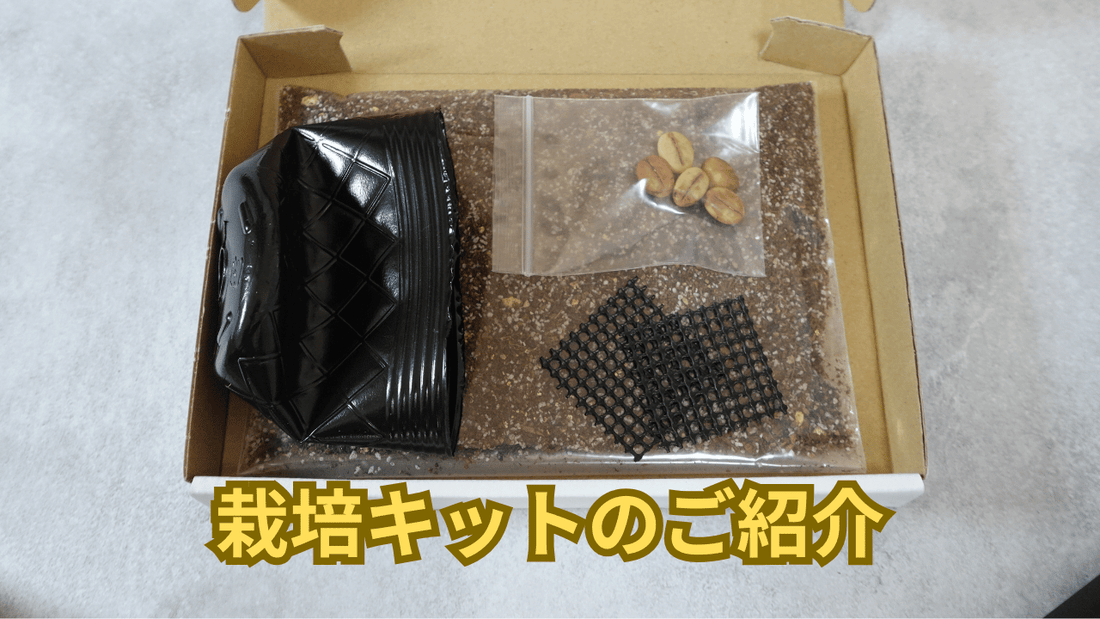 高発芽率のコーヒーの木栽培キットのご紹介