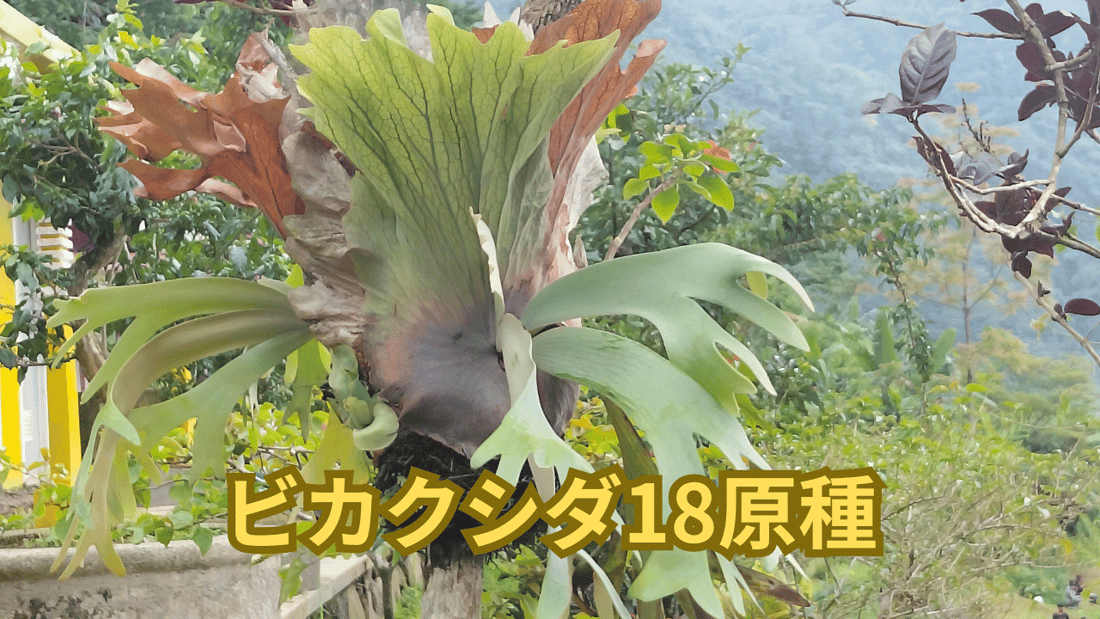 ビカクシダ18原種 特徴と育て方を解説
