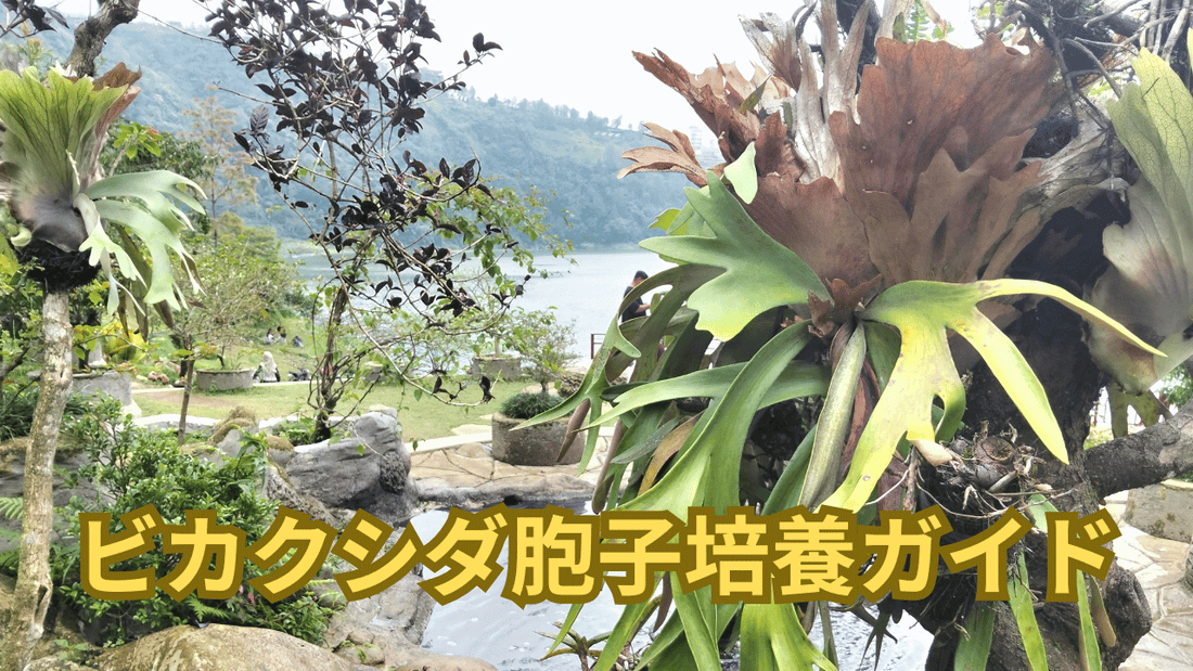 【初心者向け】ビカクシダの胞子培養ガイド