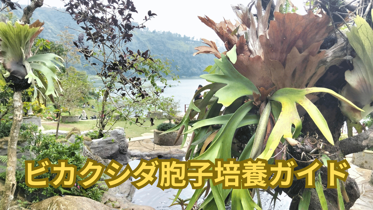 【初心者向け】ビカクシダの胞子培養ガイド