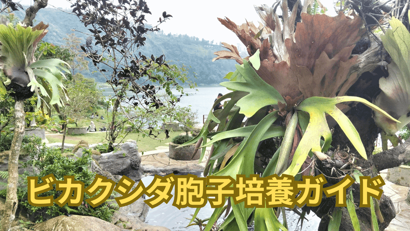 【初心者向け】ビカクシダの胞子培養ガイド