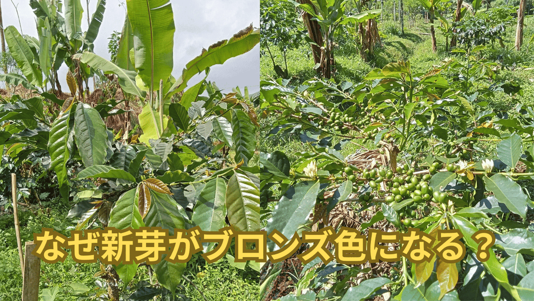 なぜ新芽がブロンズ色になる？コーヒーの木の新芽の色について解説します