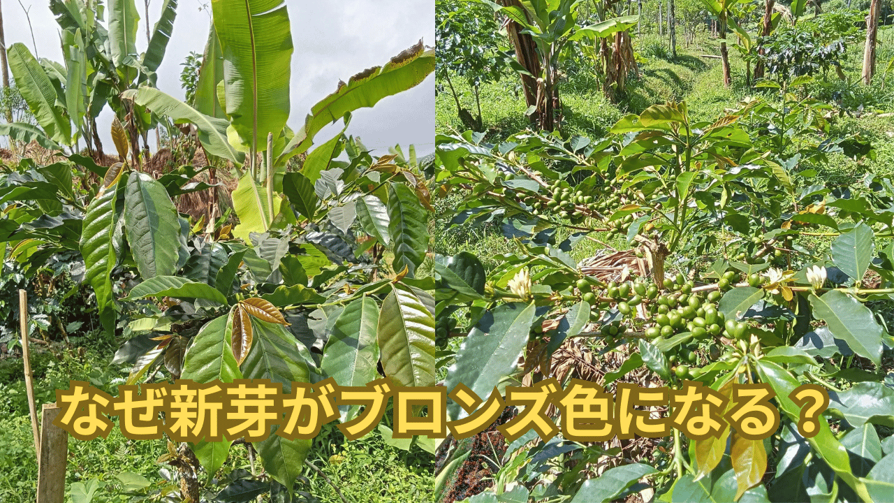 なぜ新芽がブロンズ色になる？コーヒーの木の新芽の色について解説します