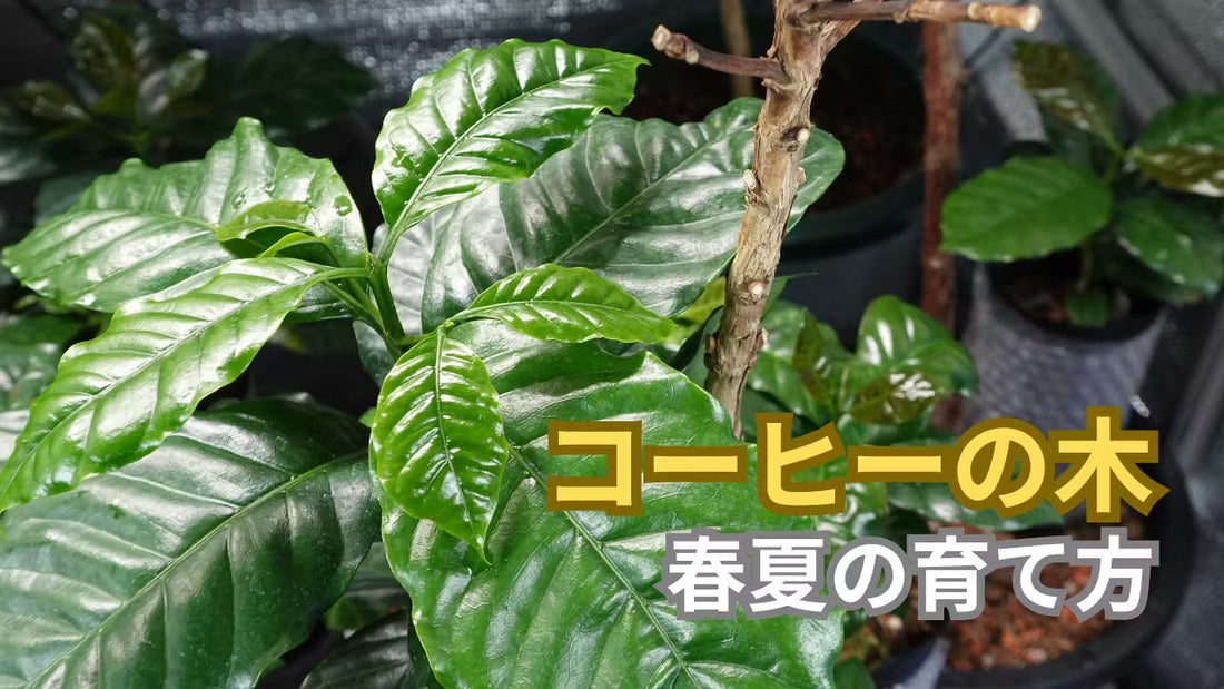 コーヒーの木の育て方