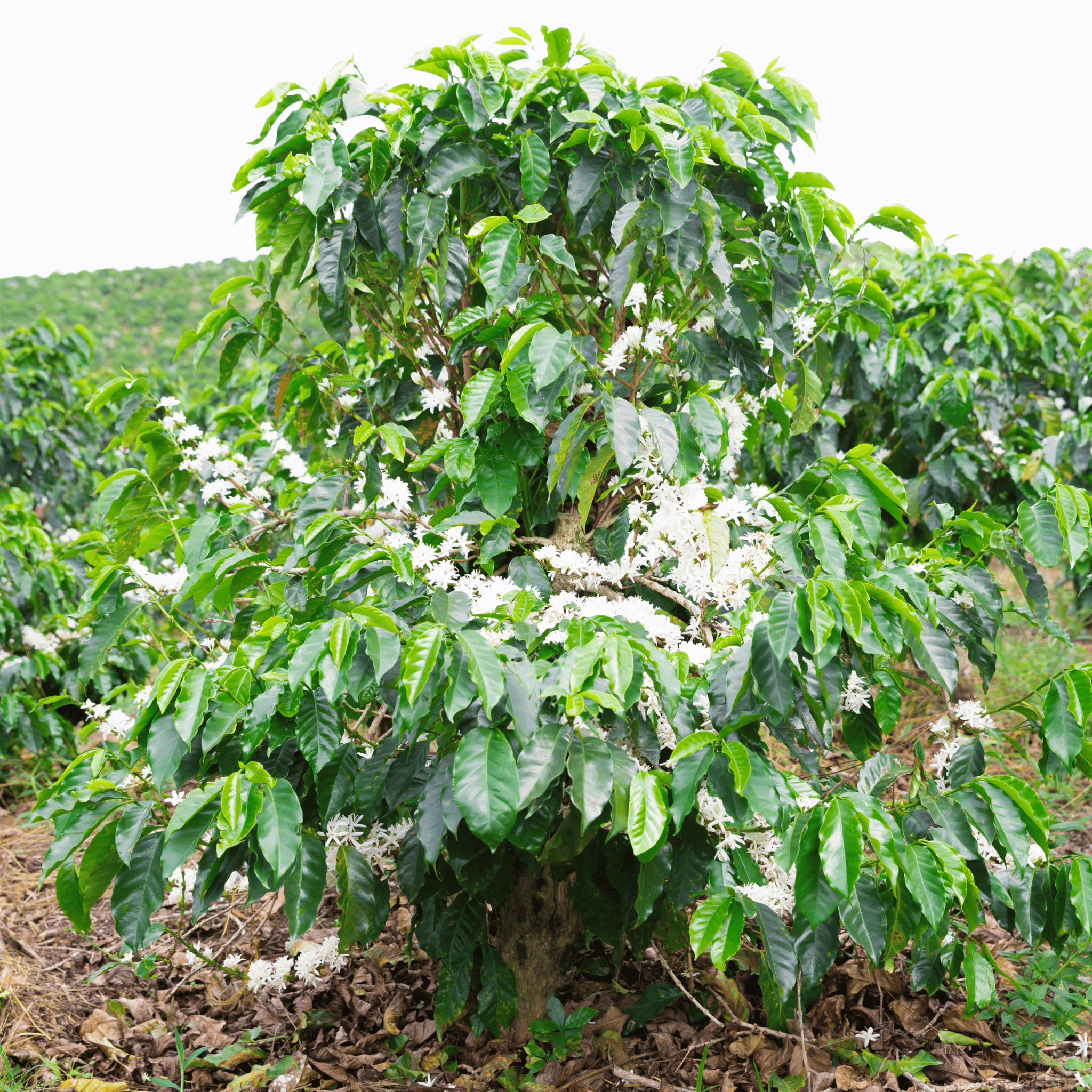 コーヒーの木希少品種