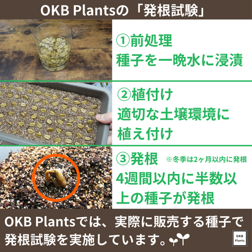 エクセルサ種 コーヒーの木の種子 10粒