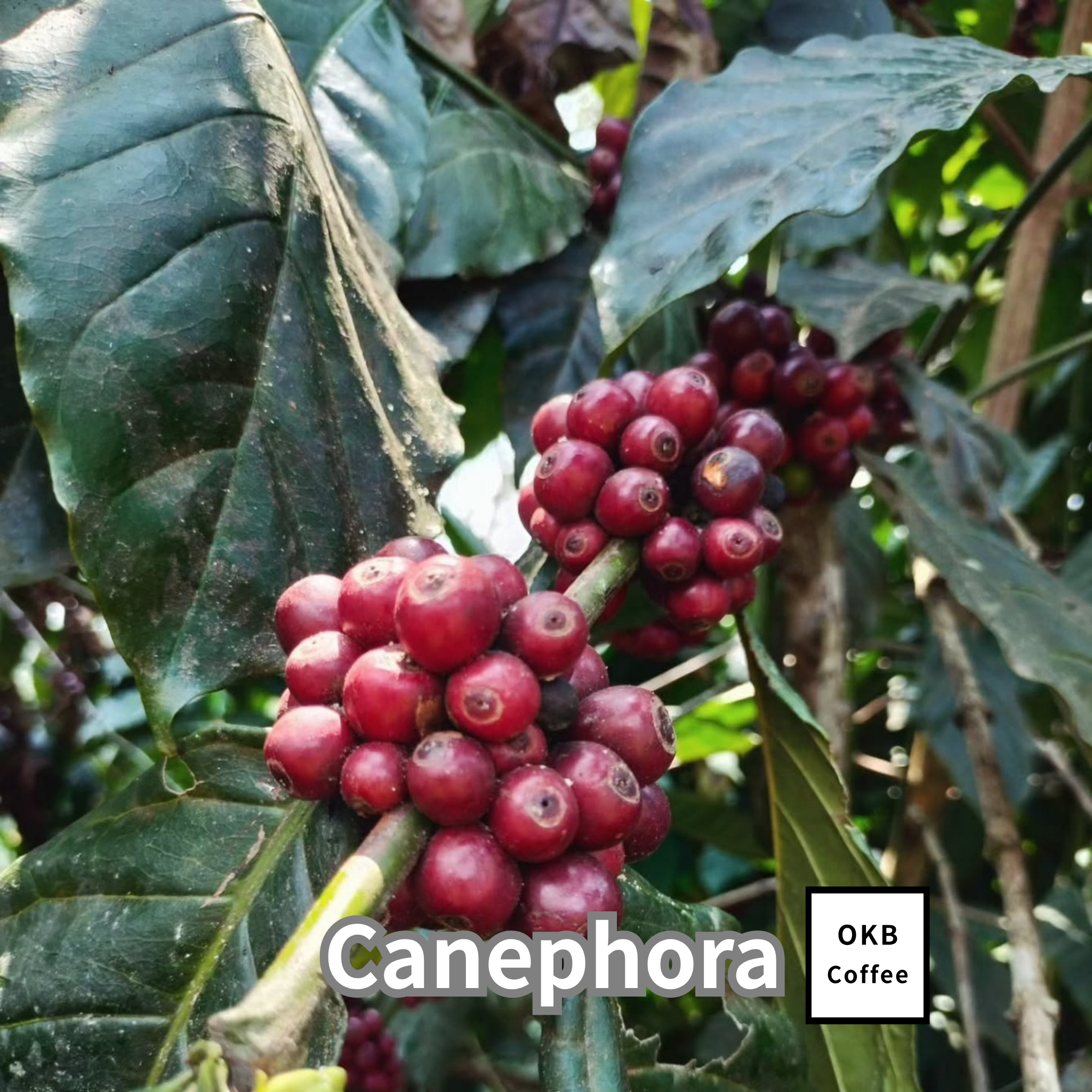 コーヒーの木の種子 ロブスタ種 10粒